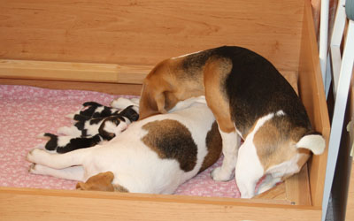 Beaglewelpen, Beaglemutter und großer Bruder 
